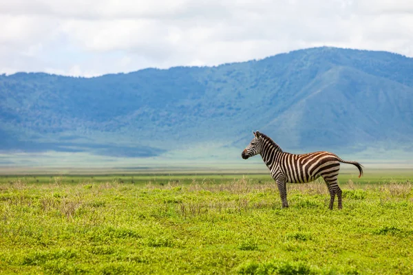 Zebra na área de conservação de Ngorongoro — Fotografia de Stock