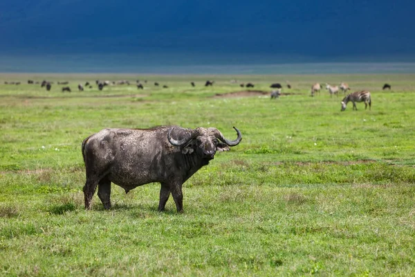 Buffalo in Ngorongoro crater Tanzania — Stock Photo, Image