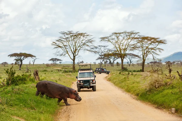 Safari cars on game drive — Stock Photo, Image