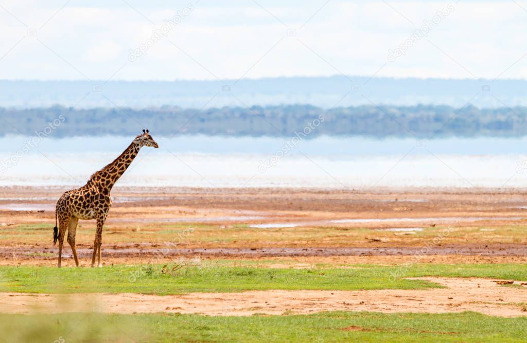 Giraffe in Lake Manyara national park