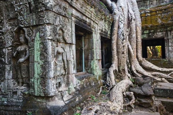 TA prohm ναός — Φωτογραφία Αρχείου