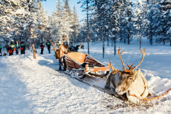 Bir kış ormandaki reindeers — Stok fotoğraf