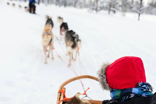 Los perros Husky están tirando del trineo —  Fotos de Stock