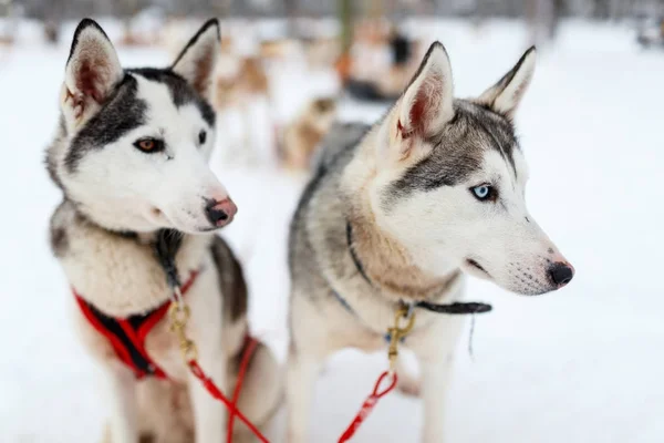 Husky szafari a lappföldi — Stock Fotó