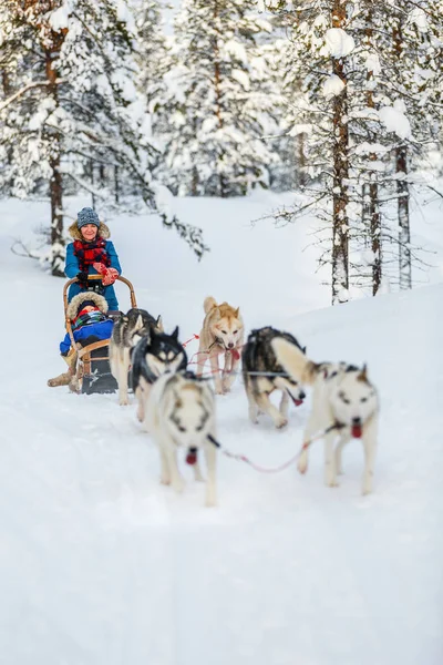 Husky safari — Stockfoto