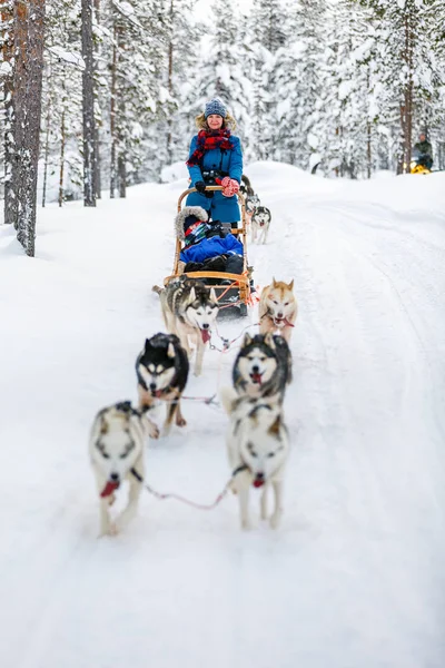 Husky safari — Stockfoto