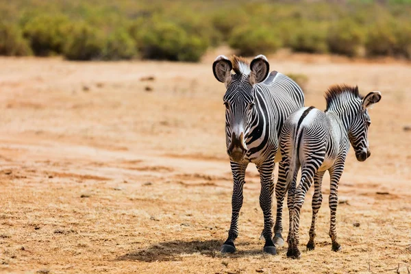 Grevys a zebrák Samburu, Kenyában — Stock Fotó