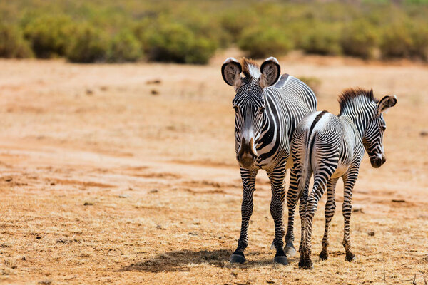 Grevys zebras in Samburu Kenya