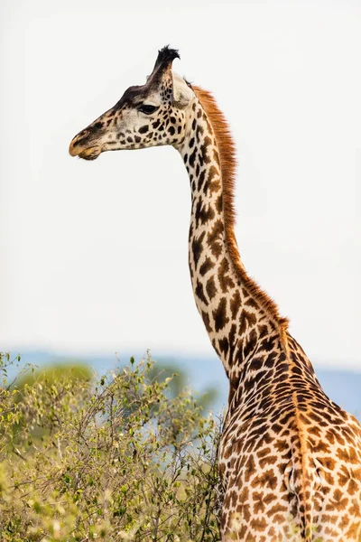 Żyrafa w safari park — Zdjęcie stockowe