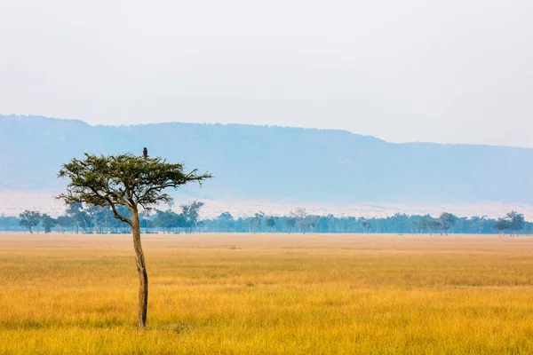 Masai Mara al amanecer —  Fotos de Stock