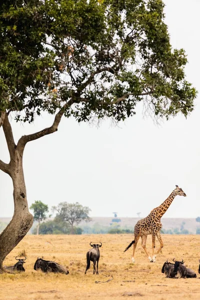 Giraffe в сафарі-парку — стокове фото