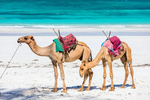Camelos na praia tropical no Quênia — Fotografia de Stock