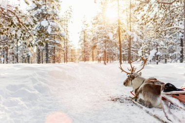 Reindeer safari in Finnish Lapland clipart