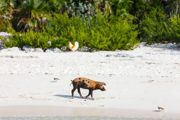 Little piglet on Exuma island — Stock Photo, Image