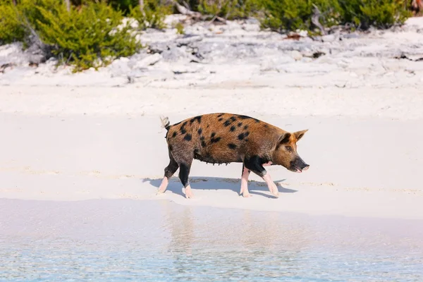 Cochon sur l'île d'Exuma — Photo