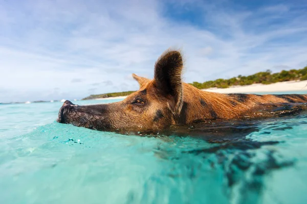 Simning gris på exuma island — Stockfoto