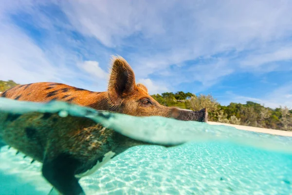 Porco nadador na ilha de Exuma — Fotografia de Stock