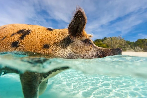 Simning gris på exuma island — Stockfoto