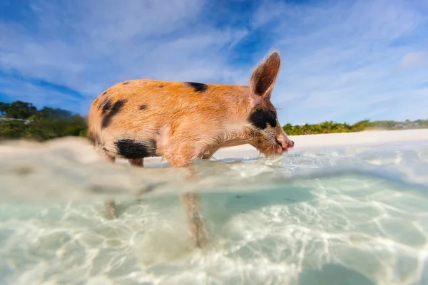 Simning grisar av exumas — Stockfoto