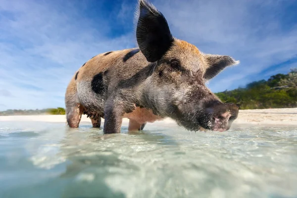 Yüzme domuz exuma Adası — Stok fotoğraf