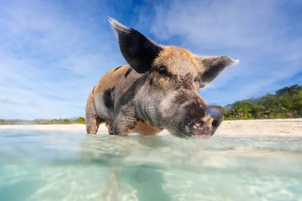 Zwemmen varken op exuma island — Stockfoto