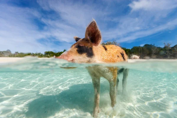 Zwemmen varkens van exumas — Stockfoto