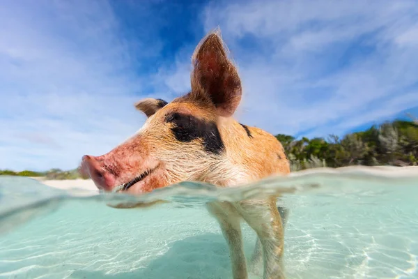 Swimming pig of Exumas — Stock Photo, Image