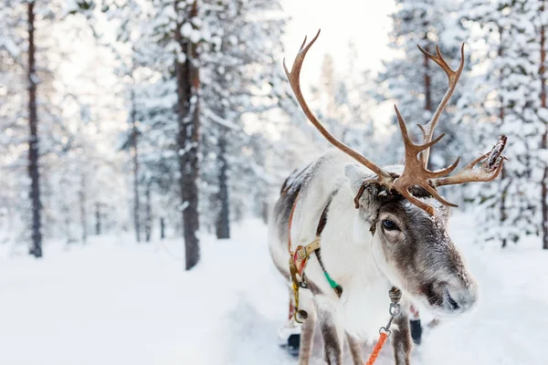 Rendier safari in Fins Lapland — Stockfoto