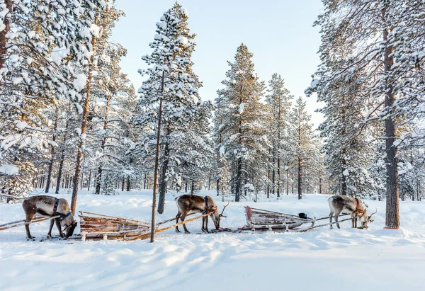 A finn Lappföld rénszarvas safari — Stock Fotó