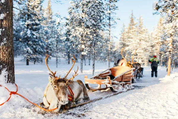 Rendier safari in Fins Lapland — Stockfoto