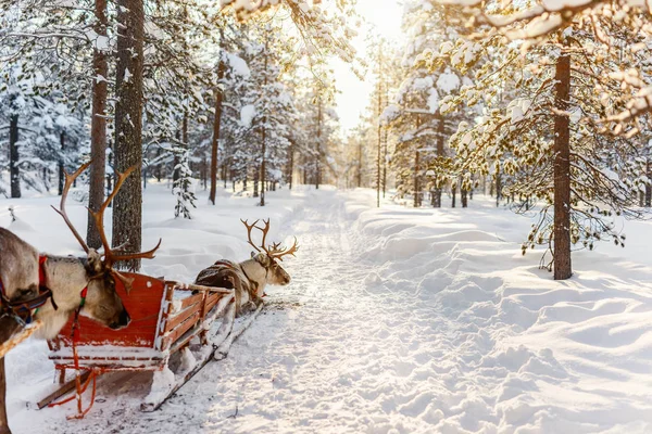 Rendier safari in Fins Lapland — Stockfoto