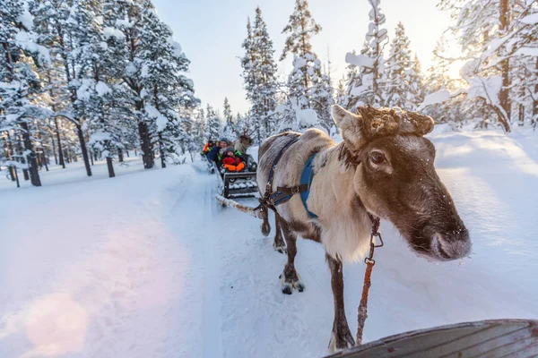 Rendier safari in Fins Lapland — Stockfoto