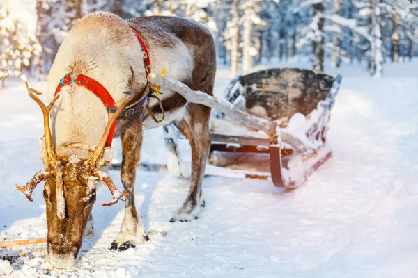 Safari de renos en Laponia finlandesa — Foto de Stock