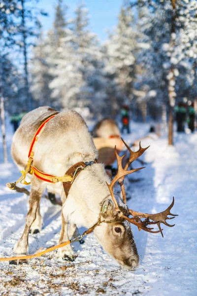 Safari de renos en Laponia finlandesa — Foto de Stock