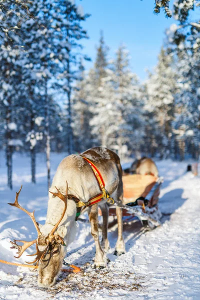 Reindeer safari in Finnish Lapland — Stock Photo, Image
