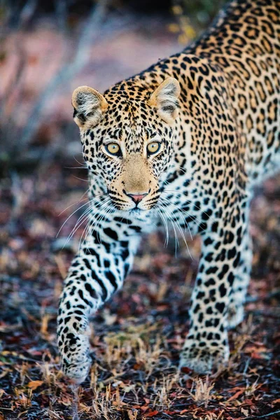 Junger männlicher Leopard — Stockfoto