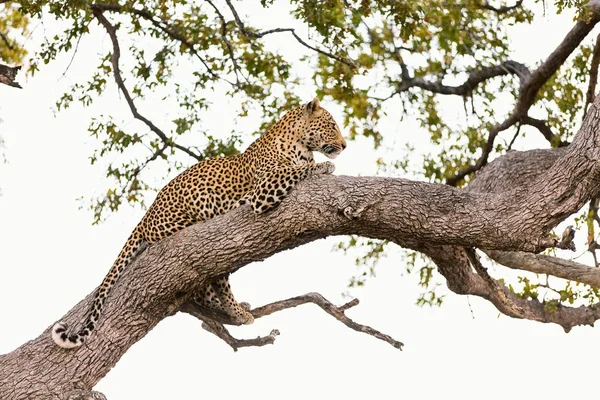 Belo leopardo em uma árvore — Fotografia de Stock