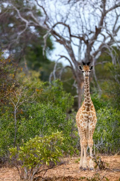 Baby giraffe in safari park — Stock Photo, Image