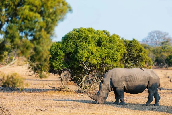 Vit noshörning i safari park — Stockfoto