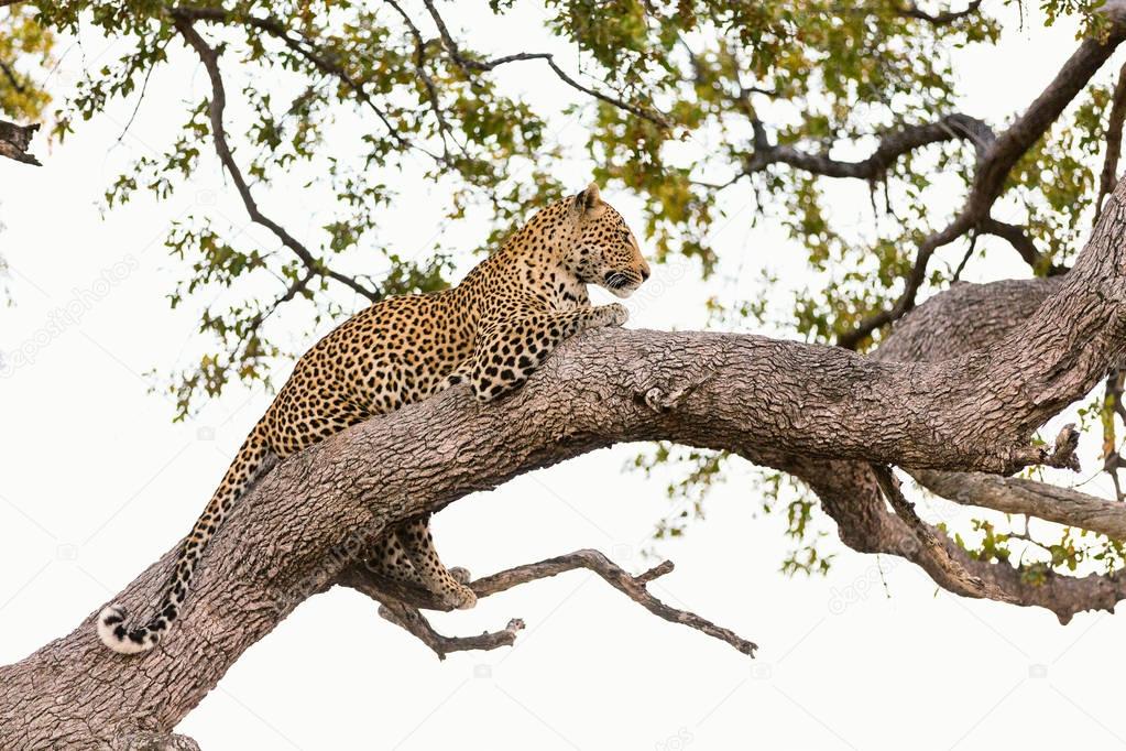 Beautiful leopard on a tree