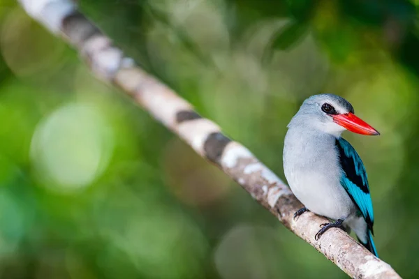 Kingfisher Mozambik, Afrika — Stok fotoğraf