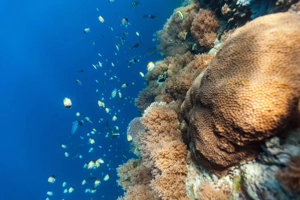 Coral reef underwater — Stock Photo, Image