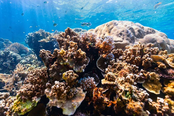 Barriera corallina sottomarina — Foto Stock
