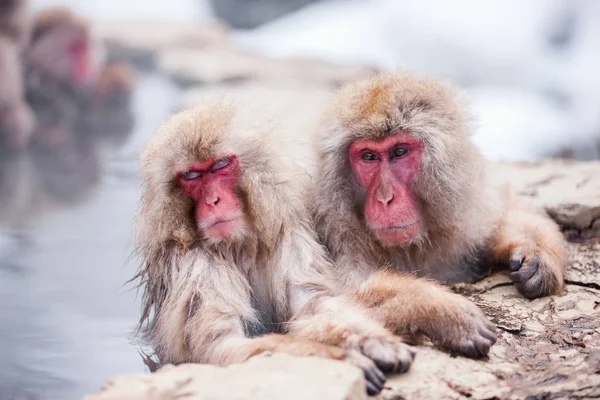 Kar maymunları — Stok fotoğraf