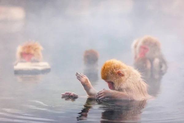 Snow Monkeys Japanese Macaques — Stock Photo, Image