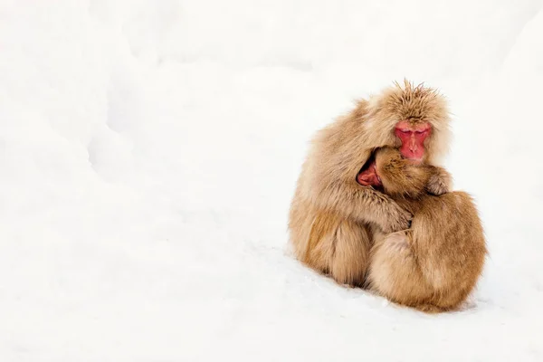 Снежные обезьяны — стоковое фото