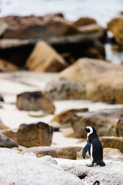 Pinguim africano — Fotografia de Stock