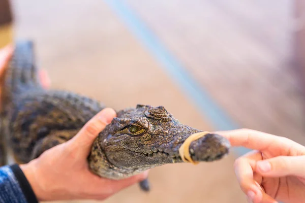 Baby Nile crocodile — Stock Photo, Image