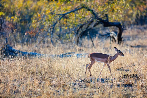 Impala v Jižní Africe — Stock fotografie