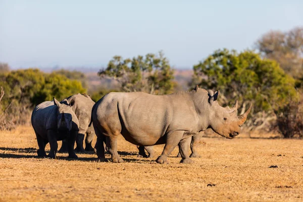 Белые носороги в сафари-парке — стоковое фото